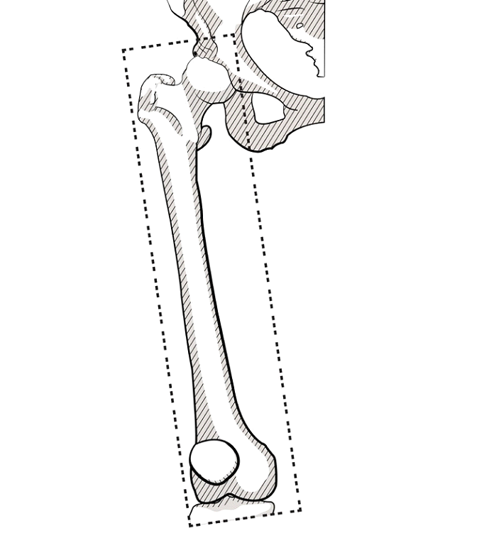 Femur-field.png