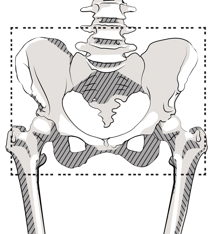 pelvic-field.png